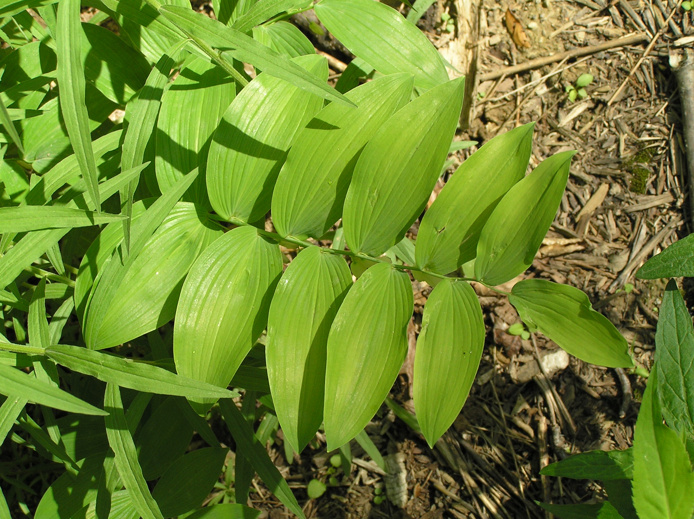 Native Trees of Indiana River Walk