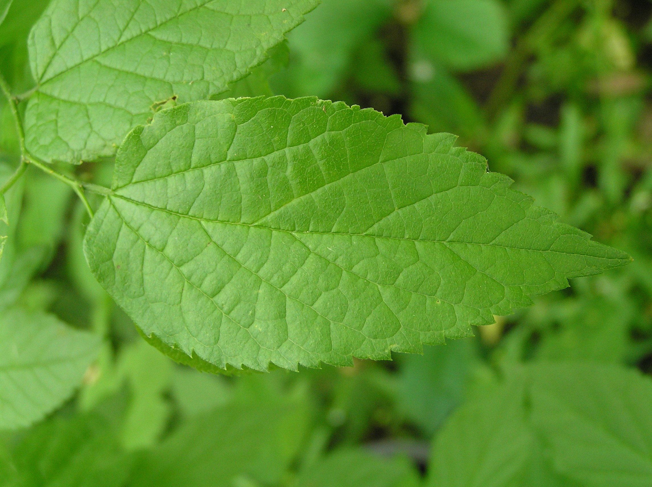 Native Trees of Indiana River Walk