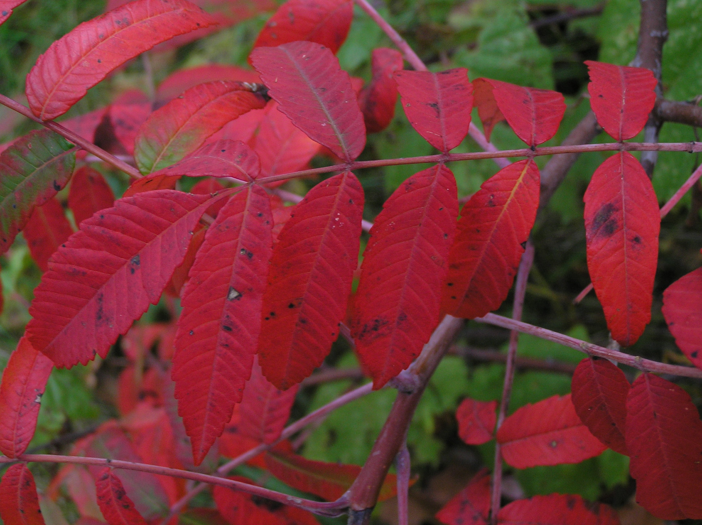 Native Trees of Indiana River Walk