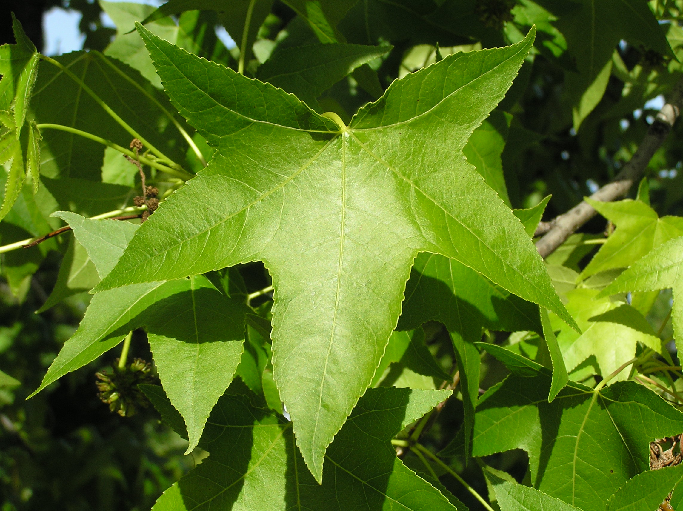 Native Trees of Indiana River Walk