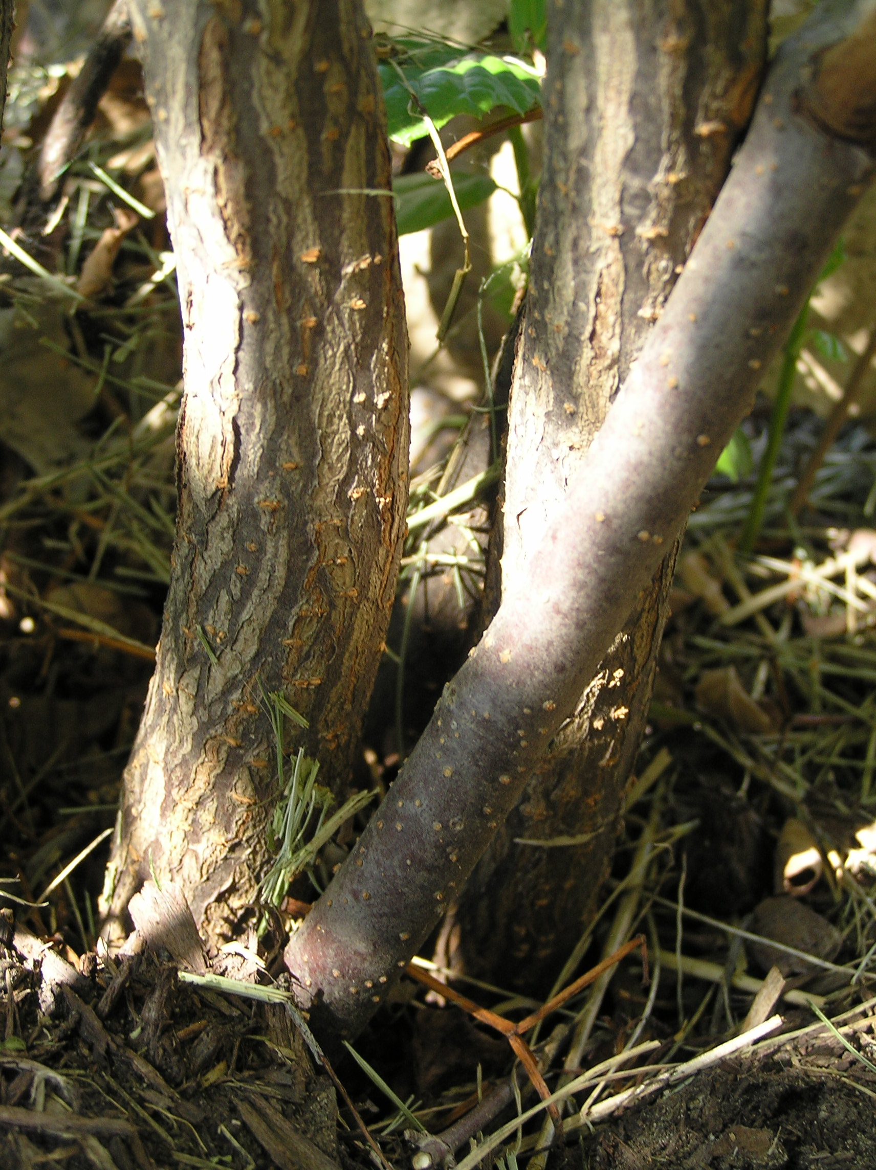 Native Trees of Indiana River Walk
