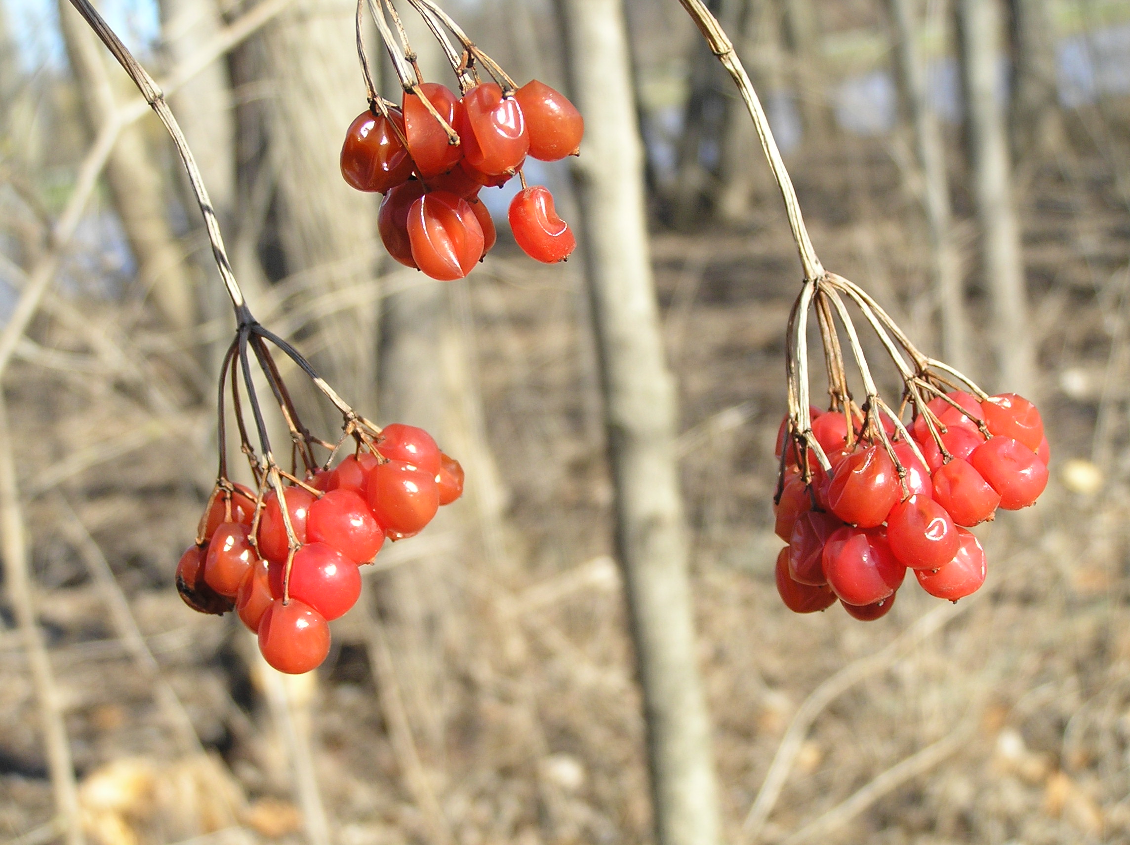 Native Trees of Indiana River Walk