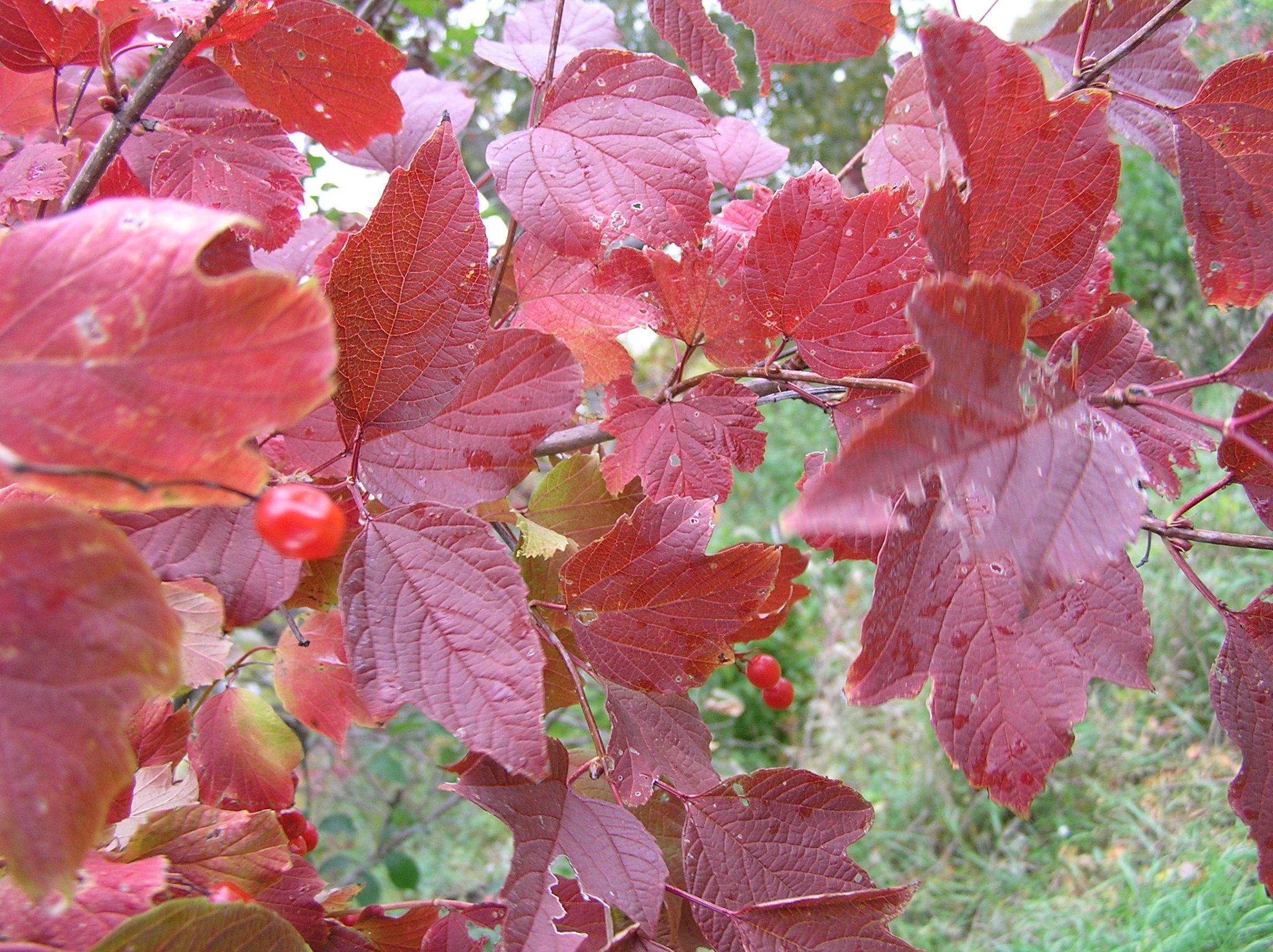 Native Trees of Indiana River Walk