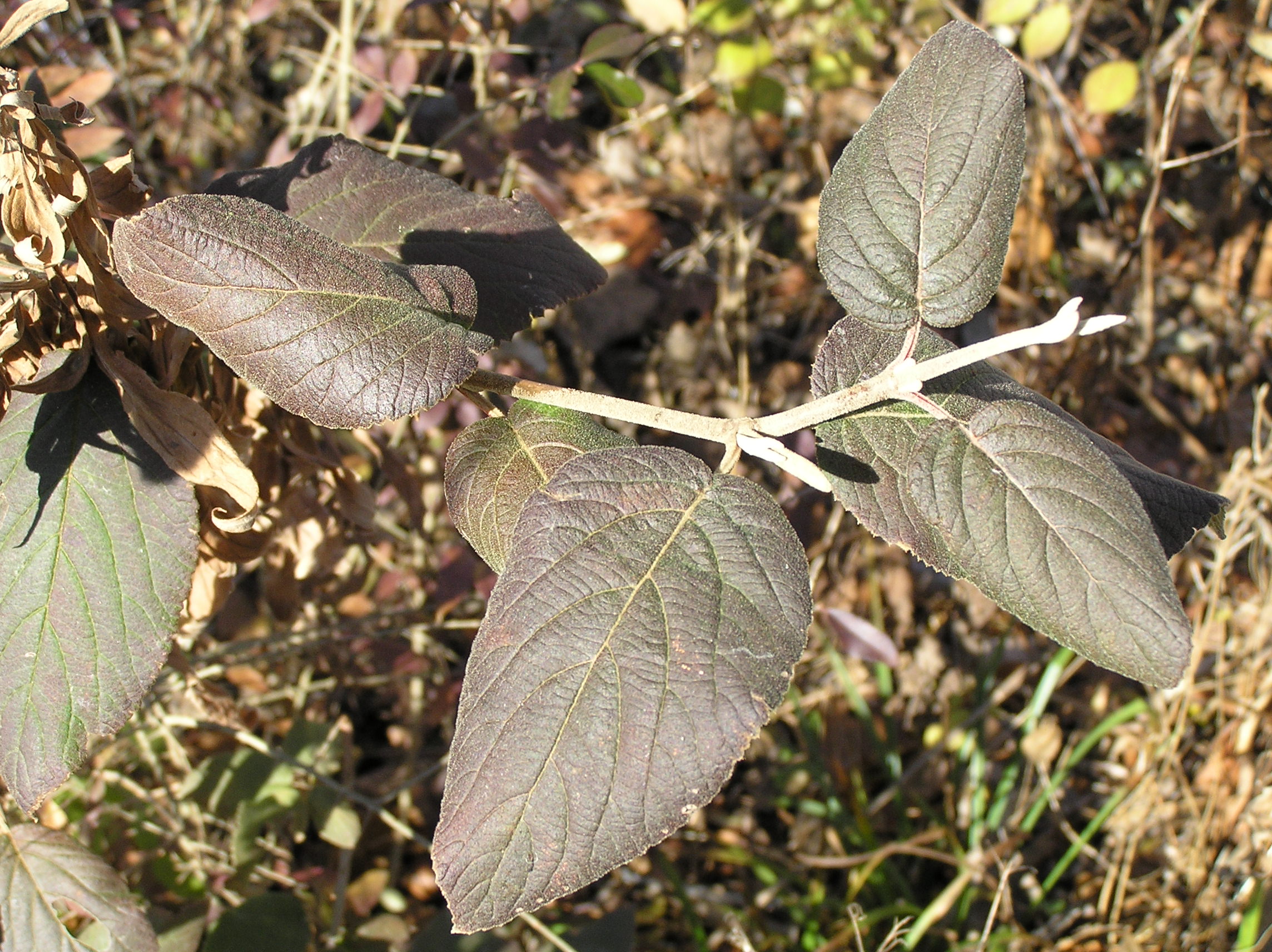 Native Trees of Indiana River Walk