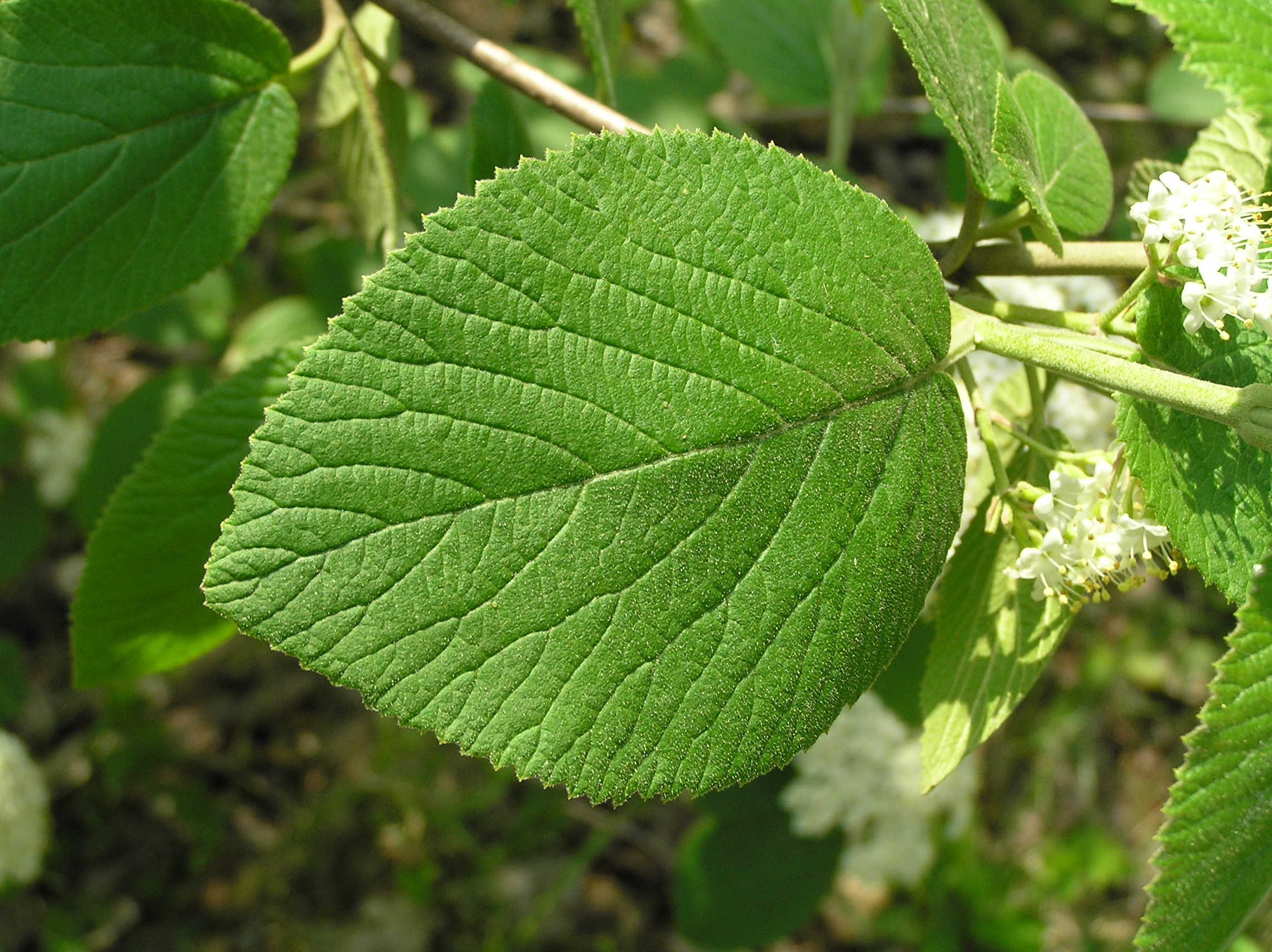 Native Trees of Indiana River Walk