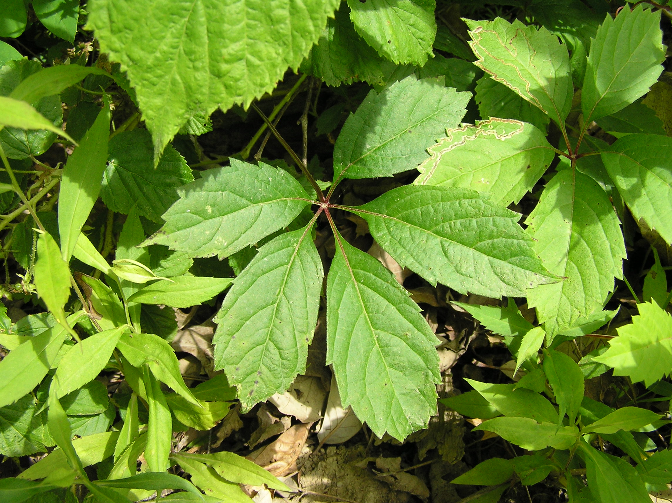 Native Trees of Indiana River Walk