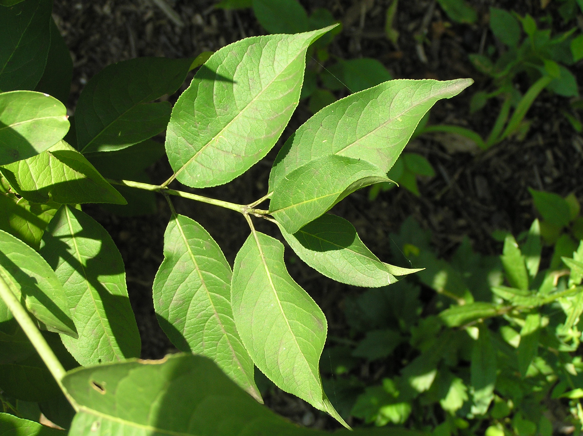 Native Trees of Indiana River Walk