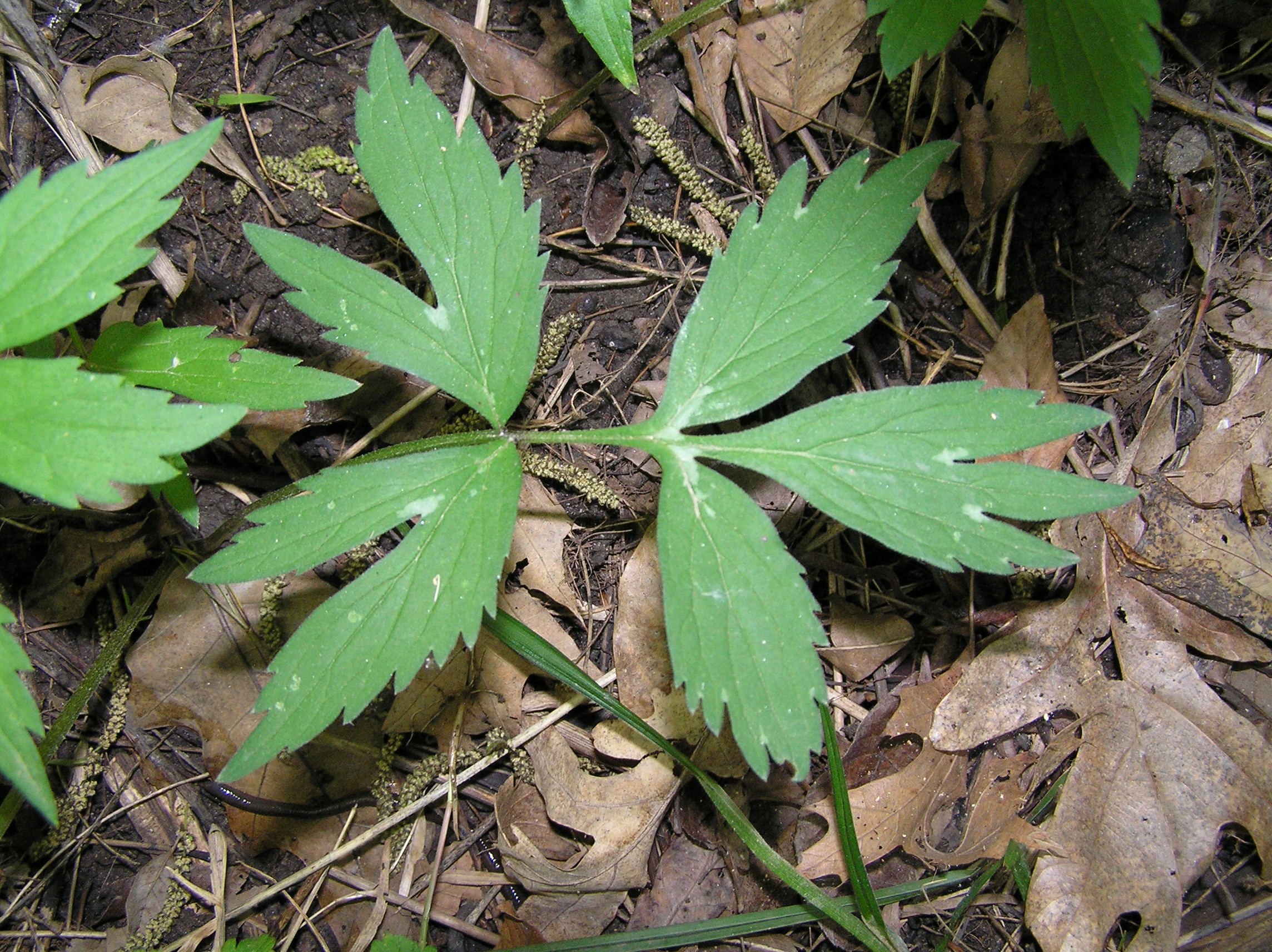 Native Trees of Indiana River Walk