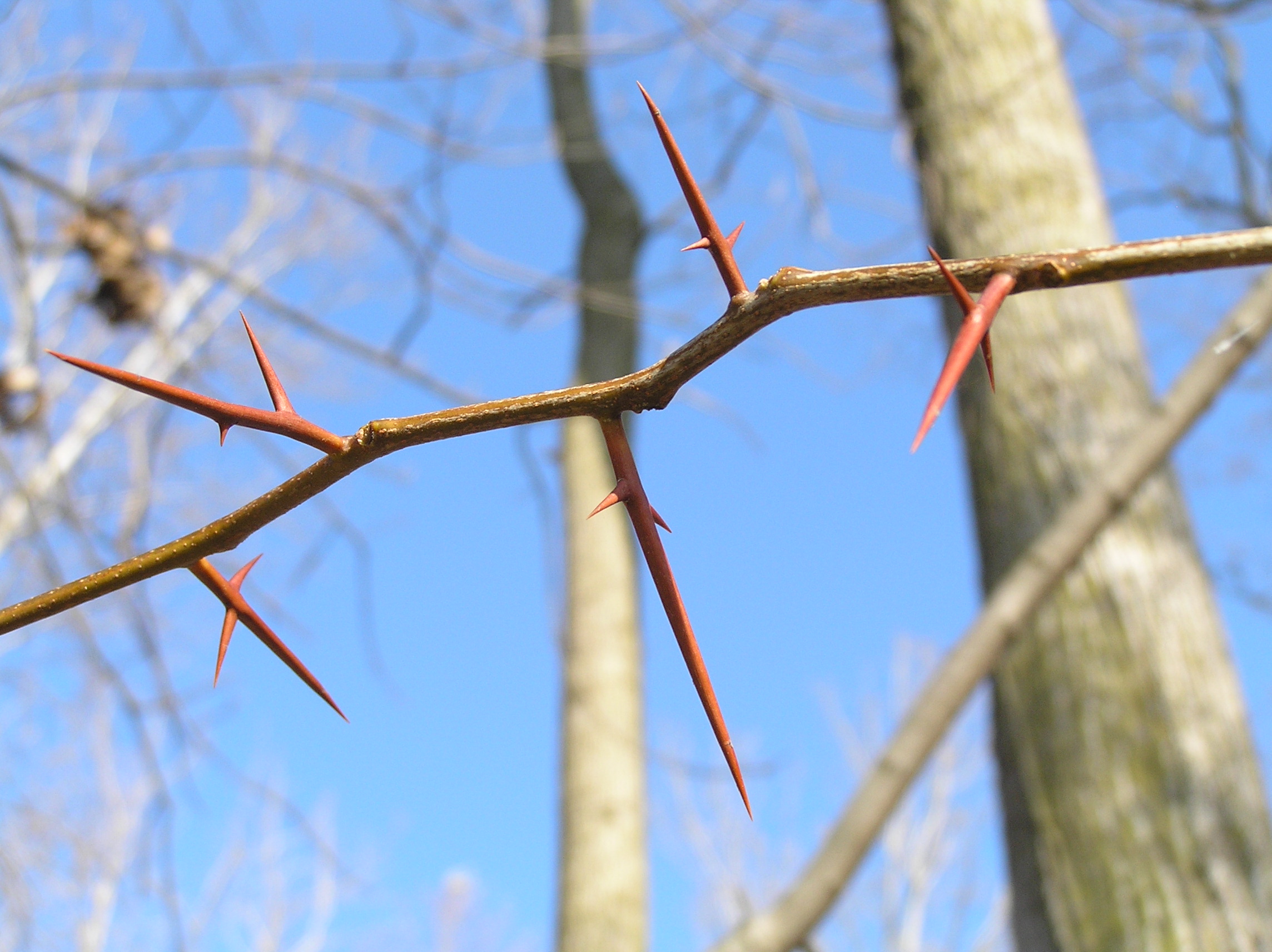Native Trees of Indiana River Walk