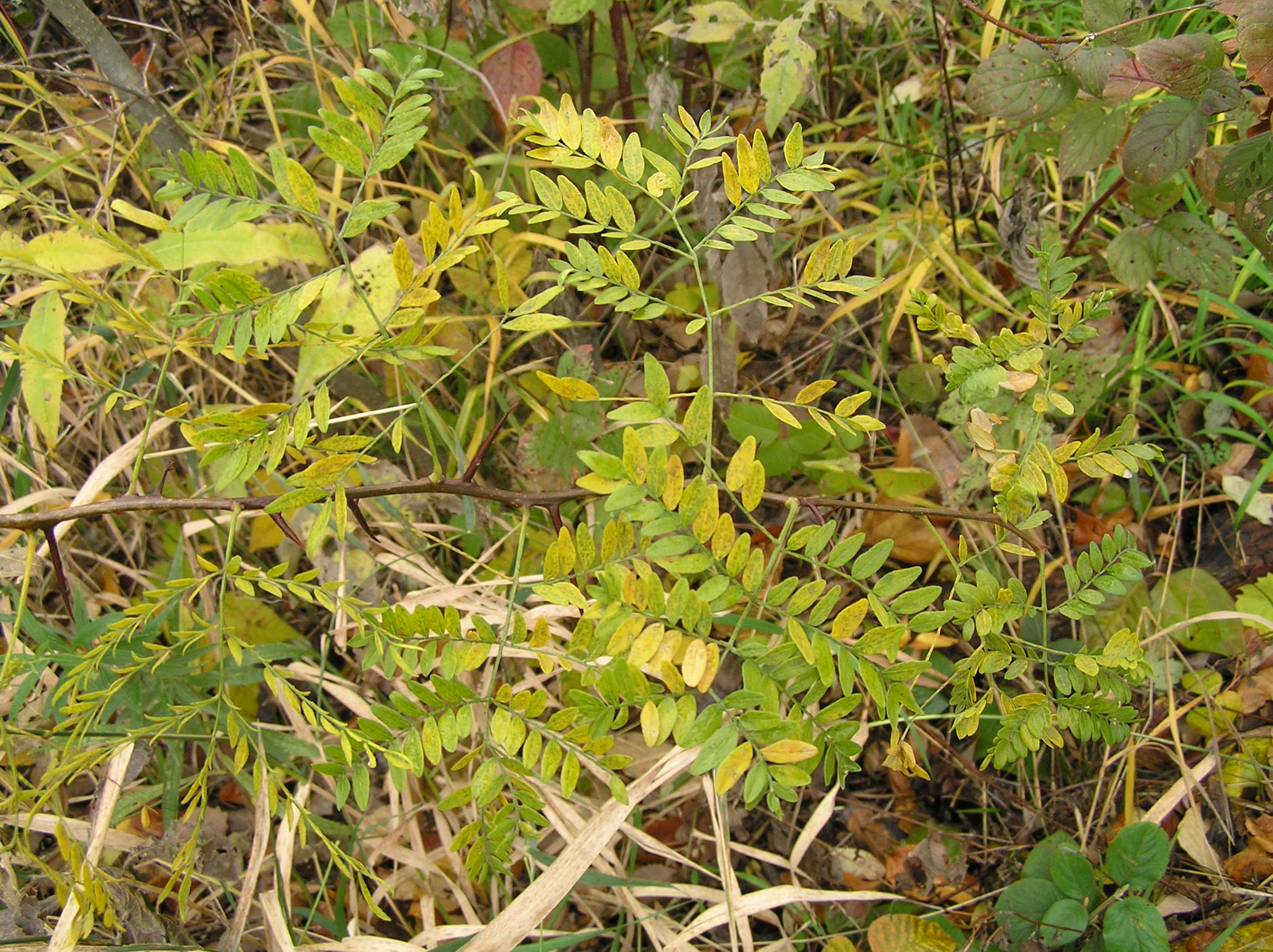 Native Trees of Indiana River Walk