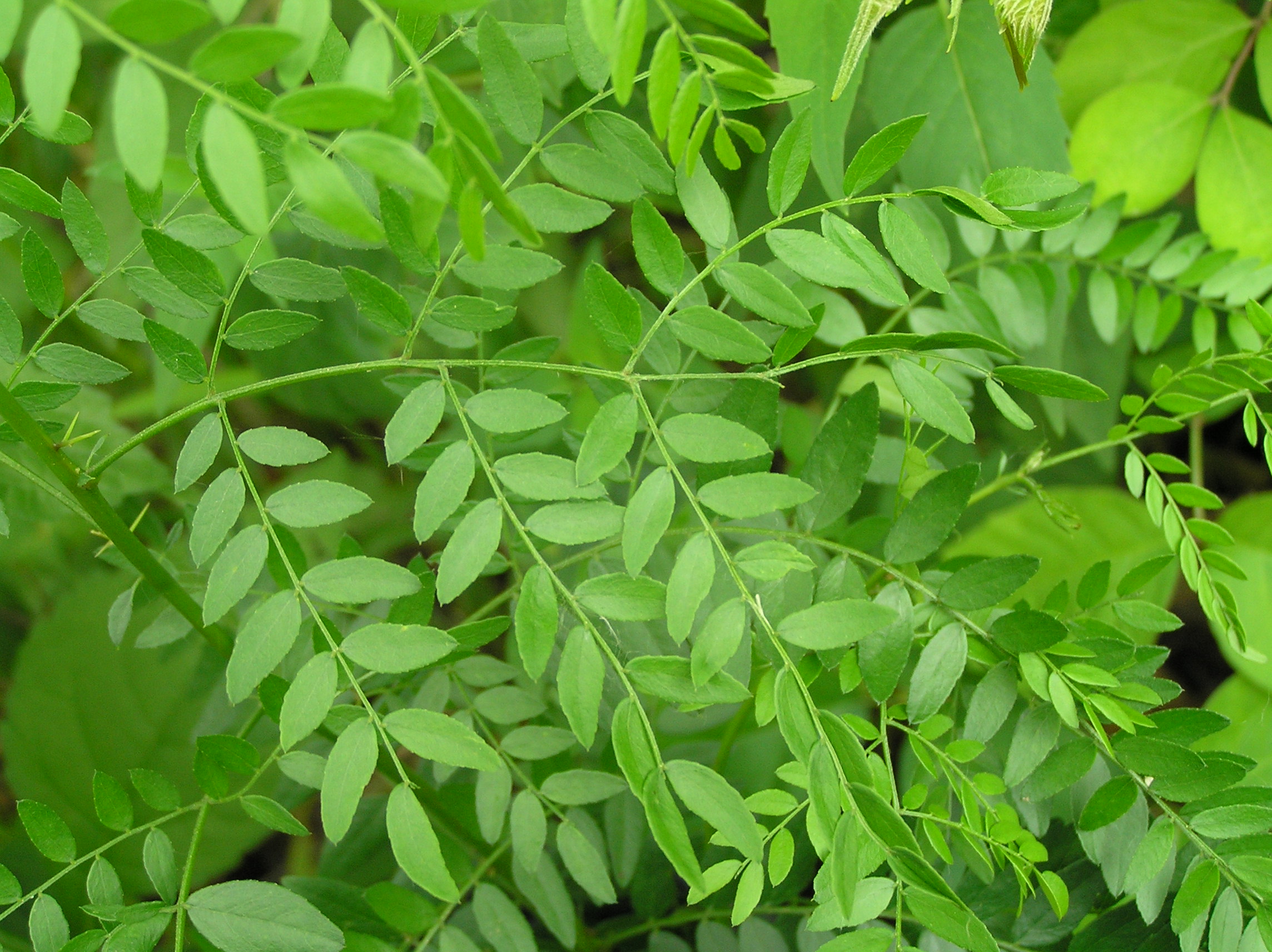 Native Trees of Indiana River Walk