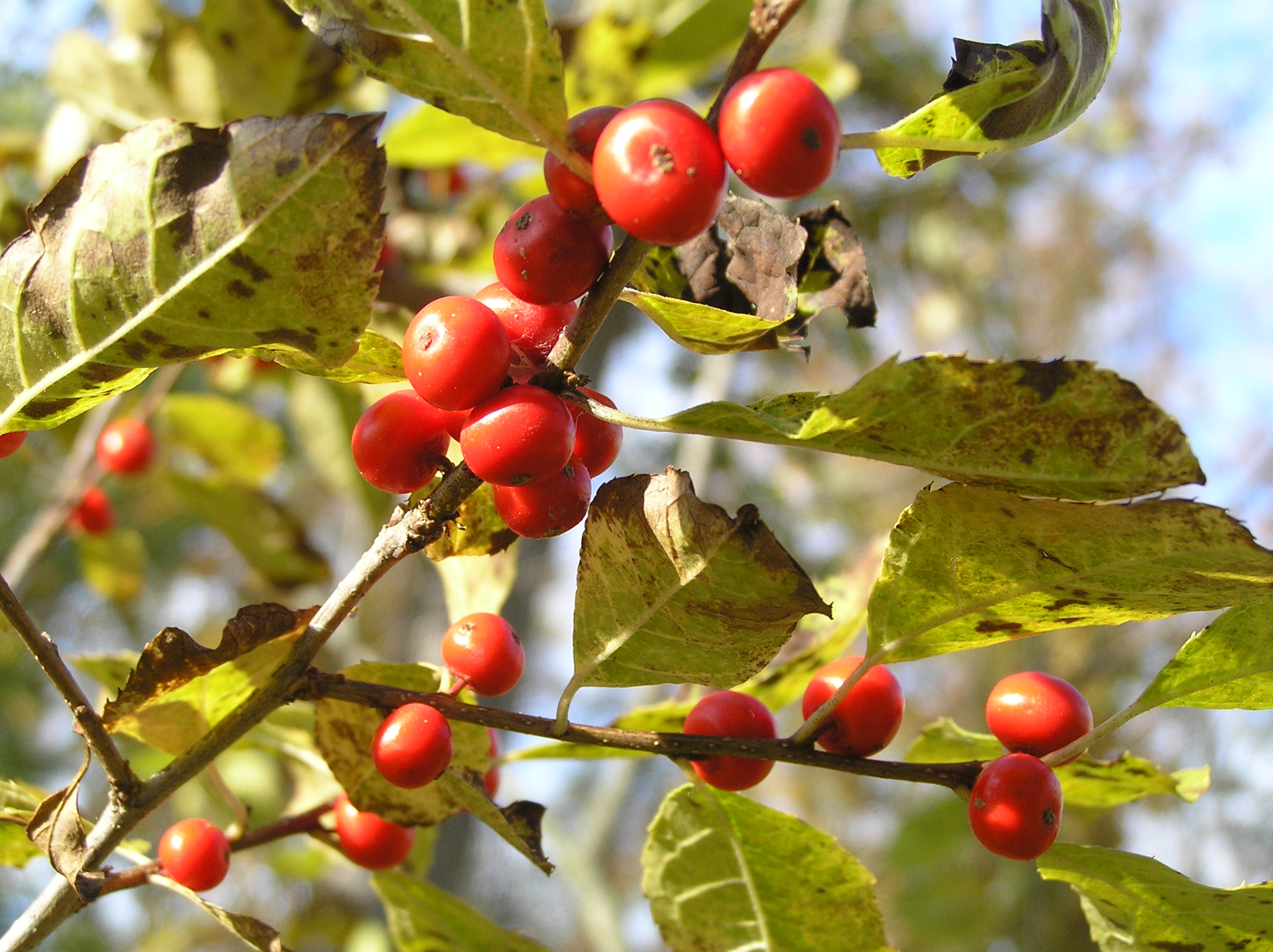 Native Trees of Indiana River Walk